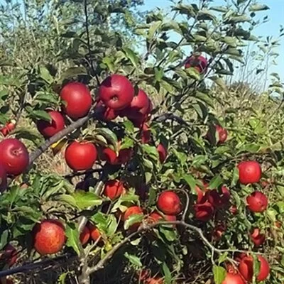 Apple Tree- Williams' Pride — Cascadia Edible Plant Nursery